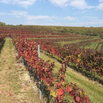 baynach_ALIB_IMG-20181013-WA000015