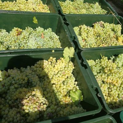 baynach_SVG_IMG-20180830-WA000005