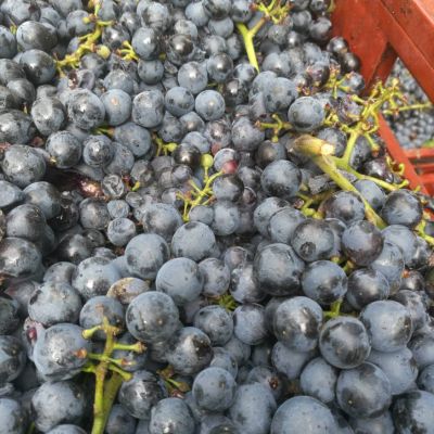 baynach_ZWR_IMG-20180917-WA000002