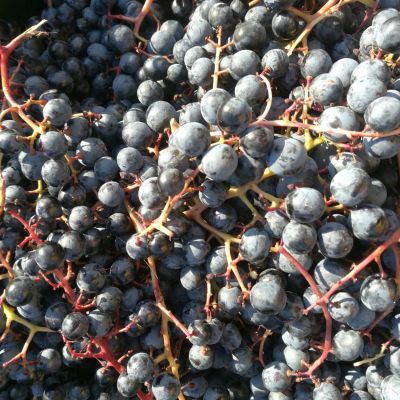 baynach_ALIB_IMG-20181013-WA000013