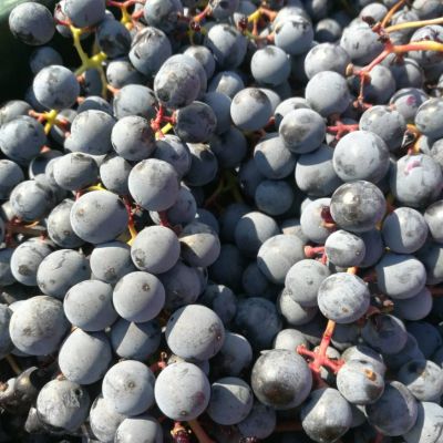 baynach_ALIB_IMG-20181013-WA000014