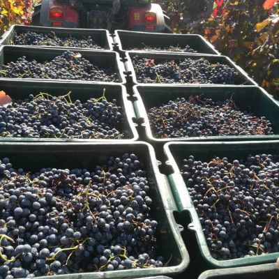 baynach_ALIB_IMG-20181013-WA000016